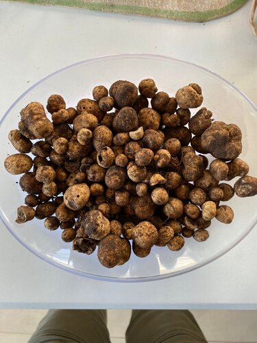 trufas